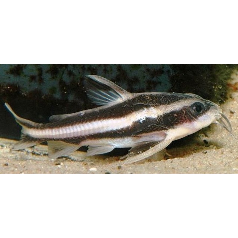 Striped Raphael Catfish - Small