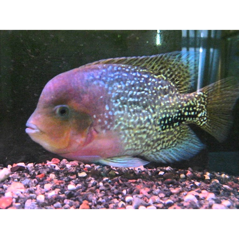 Synspilum Cichlid - Small