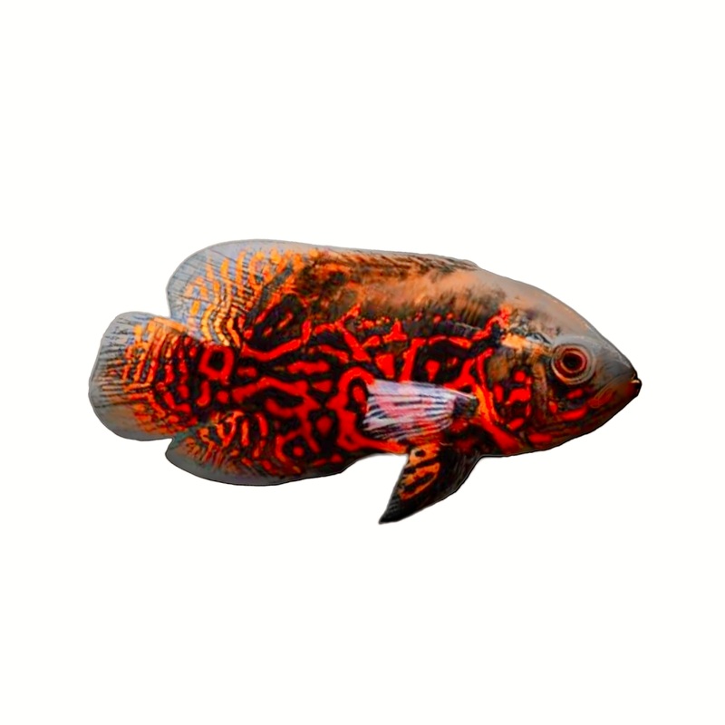 Tiger Oscar - Small