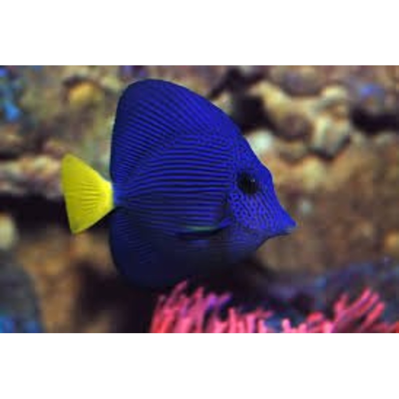 Aqua One Floating Purple Tang