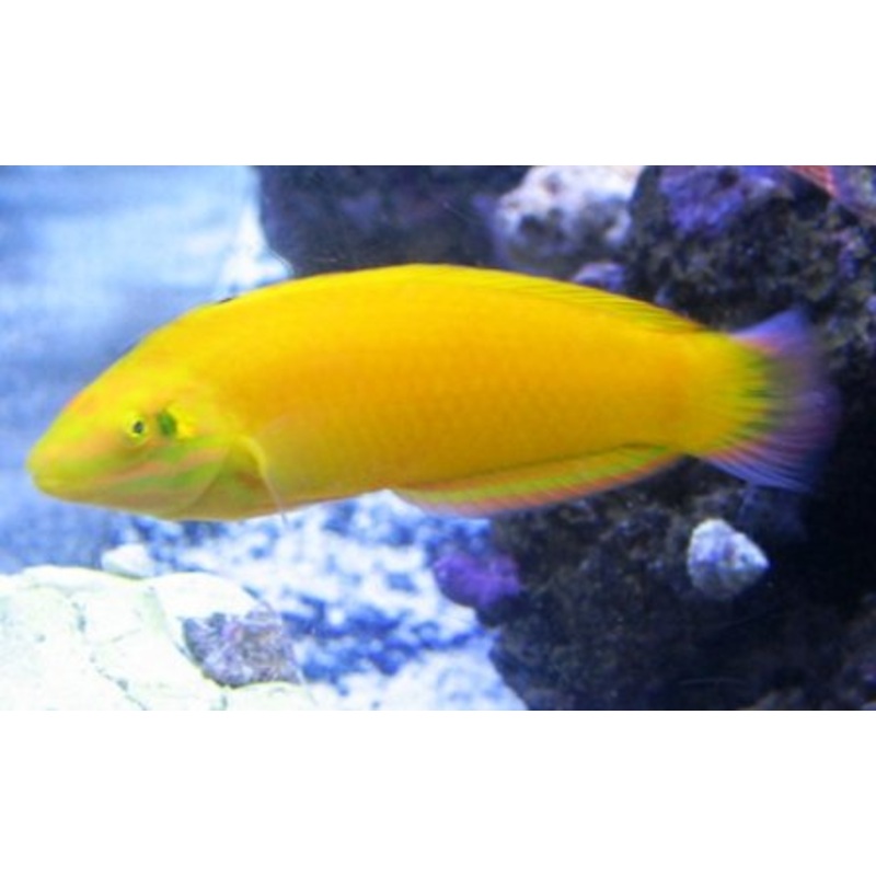 Banana Wrasse