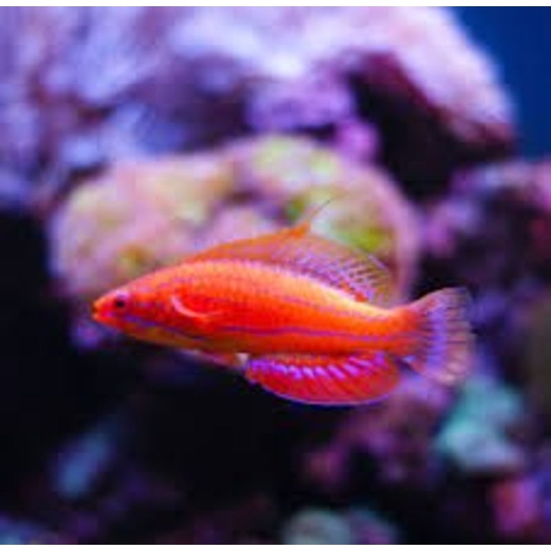 Blue Flasher Wrasse