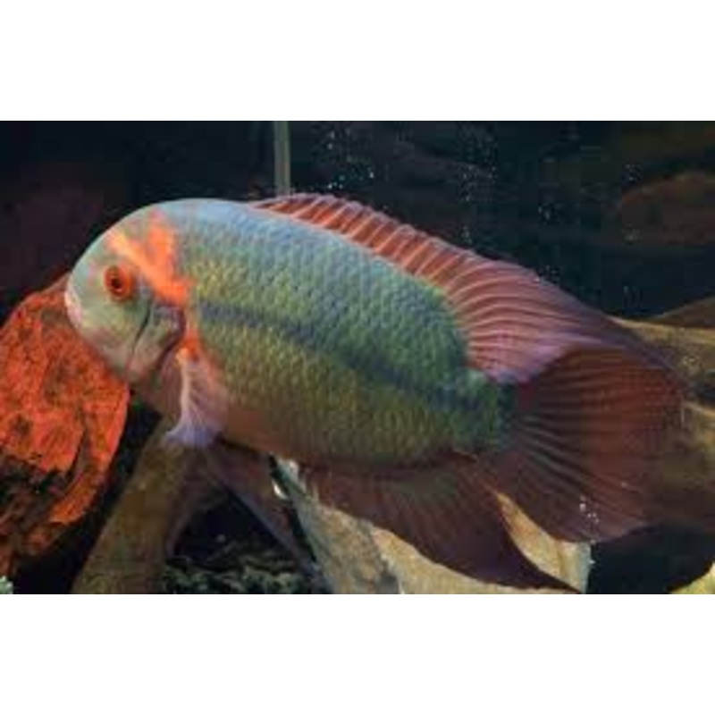 Chocolate Cichlid - Small