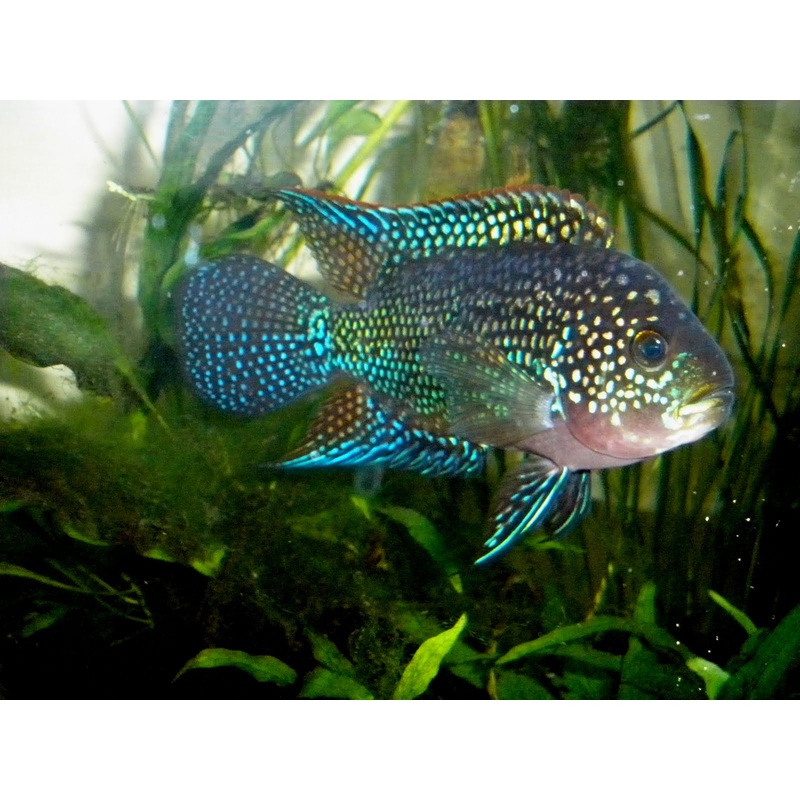 Electric Blue Jack Dempsey - Small