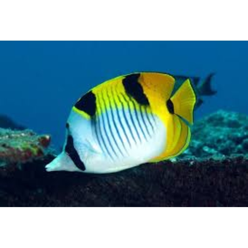 Falcula Butterfly Fish