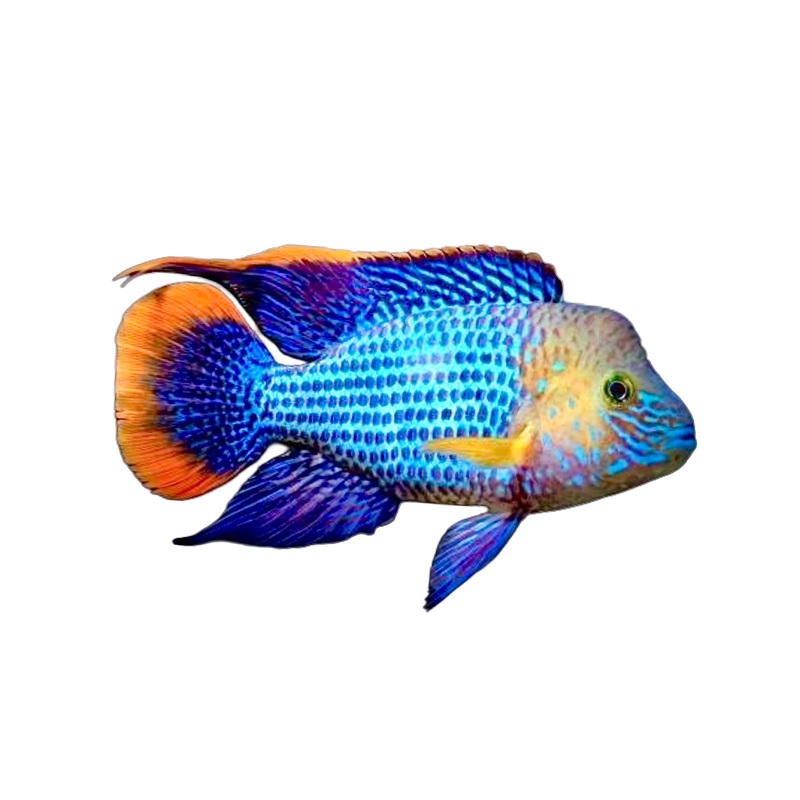 Gold Saum Green Terror Rivulatus Cichlid - Large