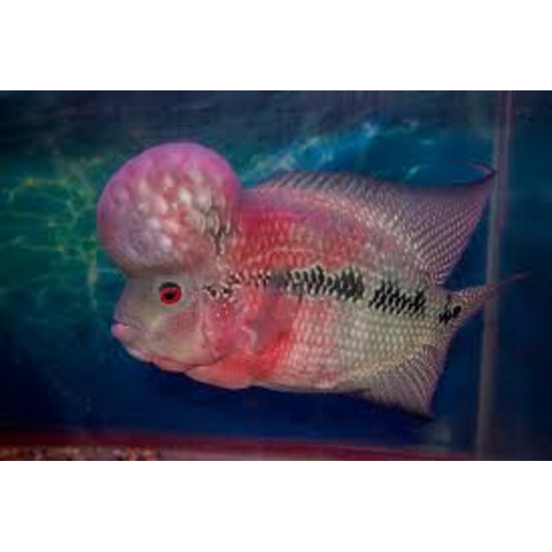 King Pearl Flowerhorn - Large