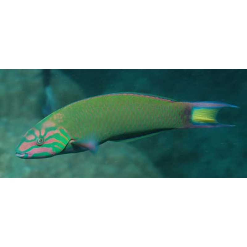 Moon Wrasse