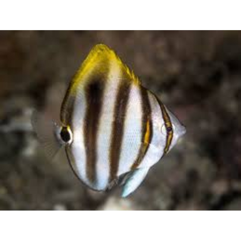 Ocellate Butterflyfish