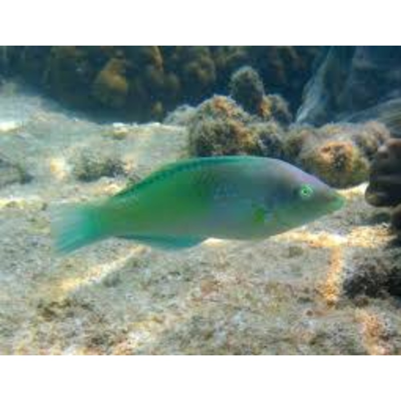 Pastel Green Wrasse