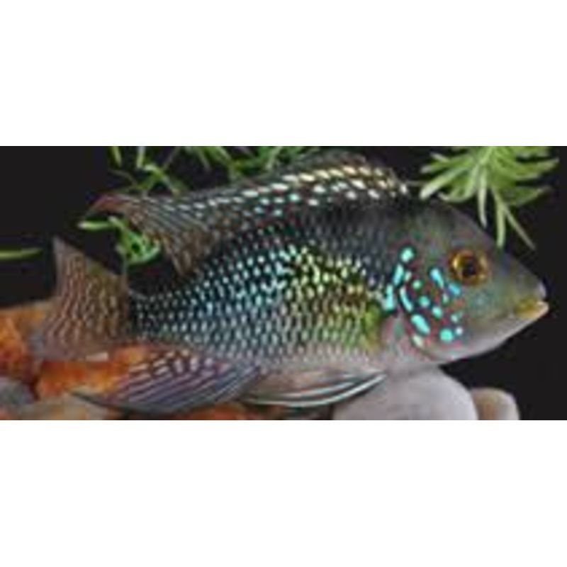 Pearl Brasilensis Horseface Cichlid - Small