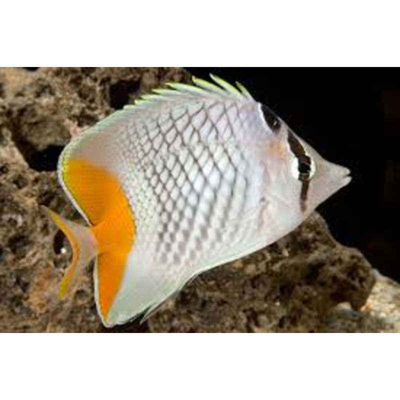 Pearlscale Butterflyfish