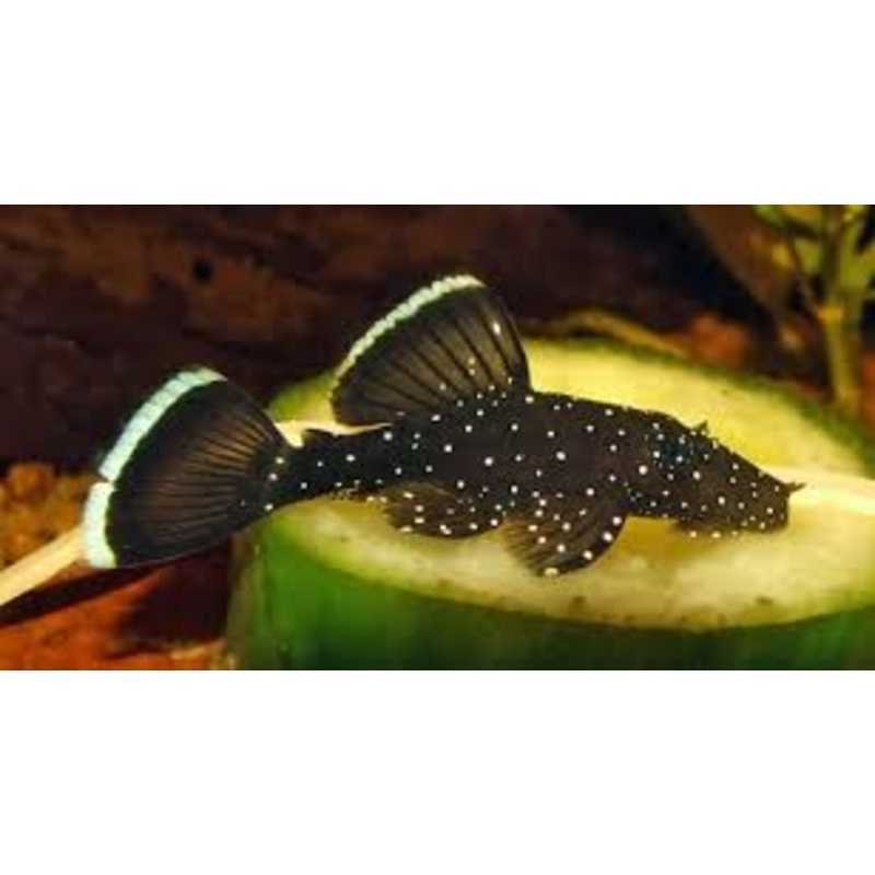 Peppermint Bristlenose - Small