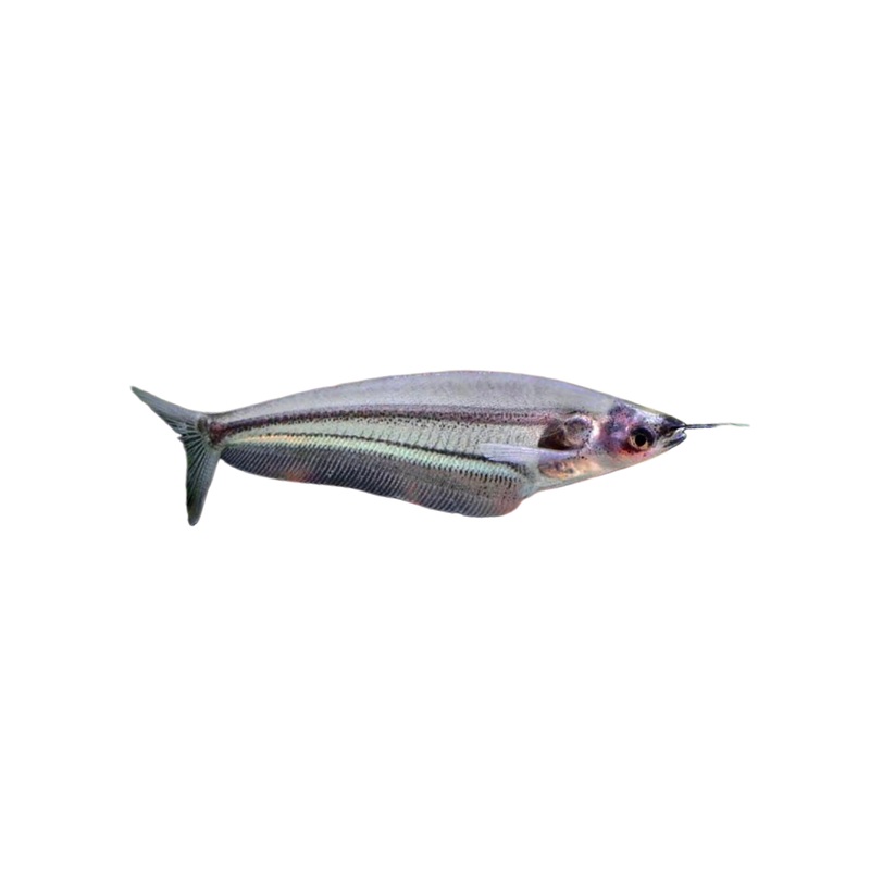 Phantom Glass Catfish