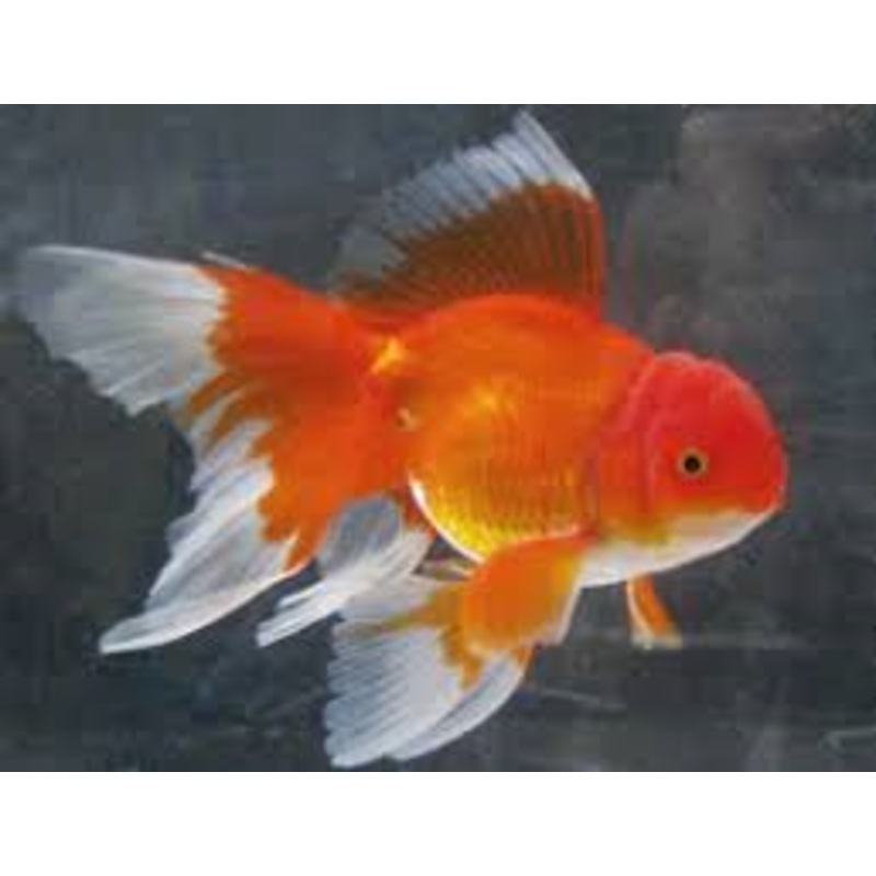 Red Cap Oranda - Small