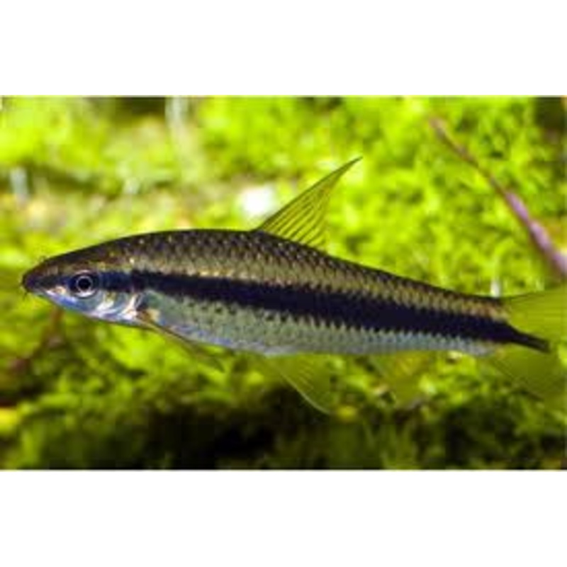 Siamese Algae Eater