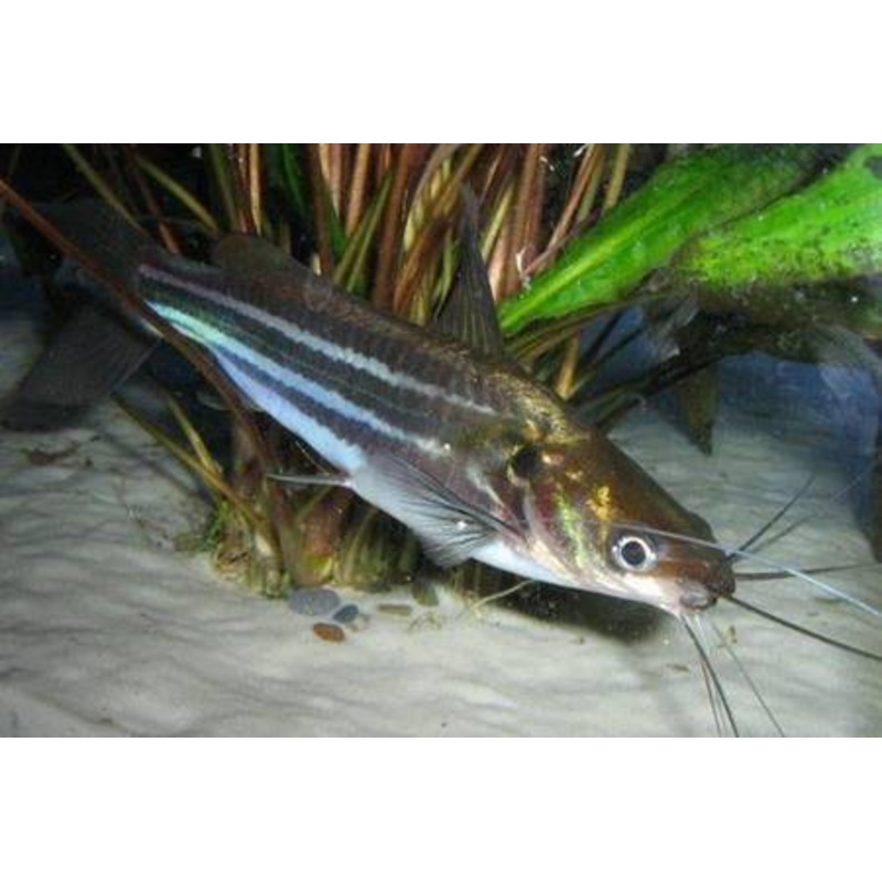 Striped Mystus Catfish - Small