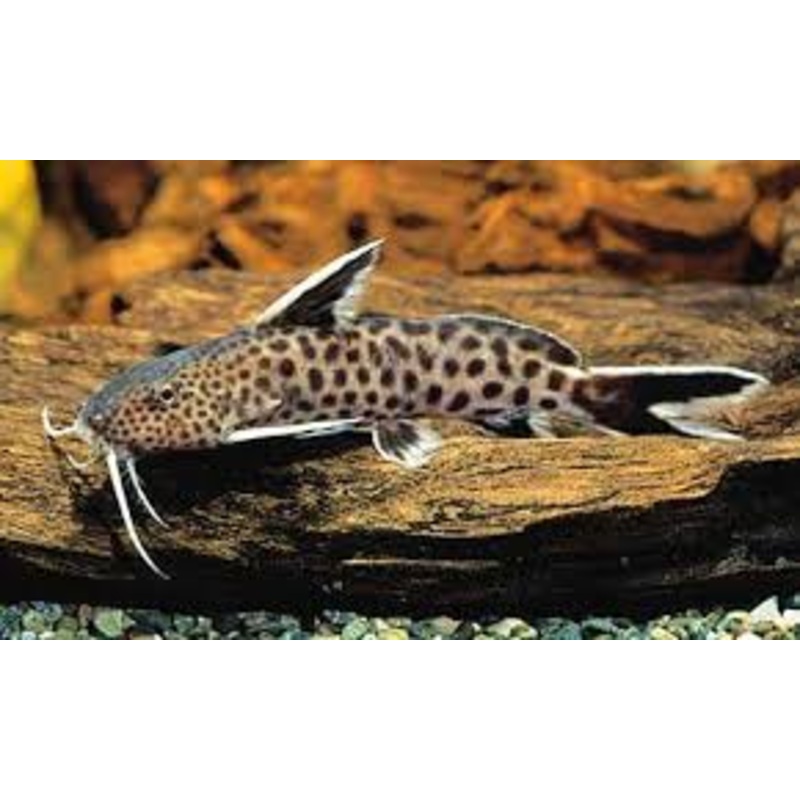 Synodontis Petricola