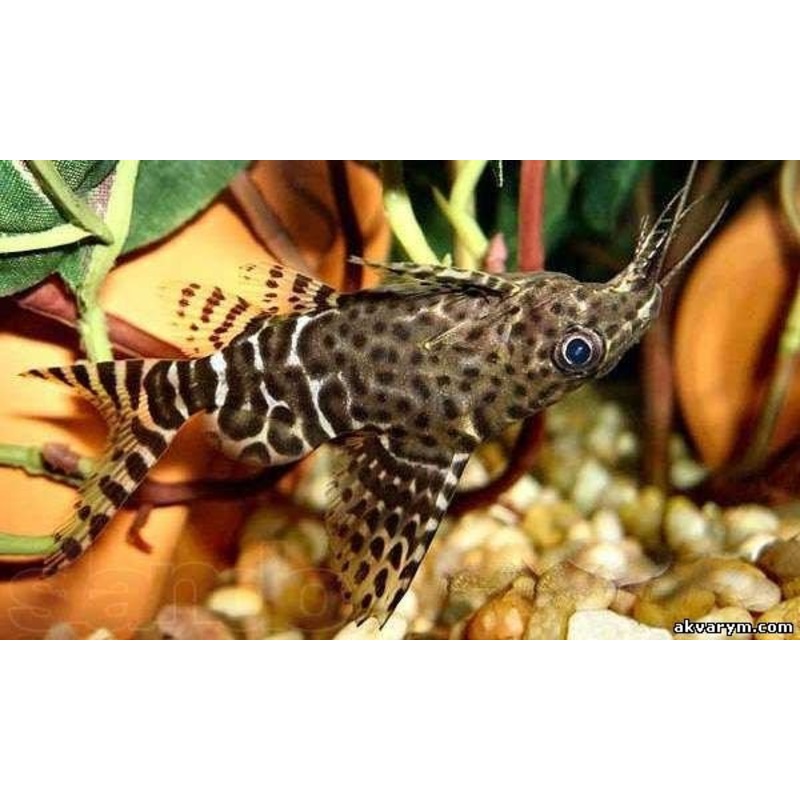 Upside Down Catfish - Small