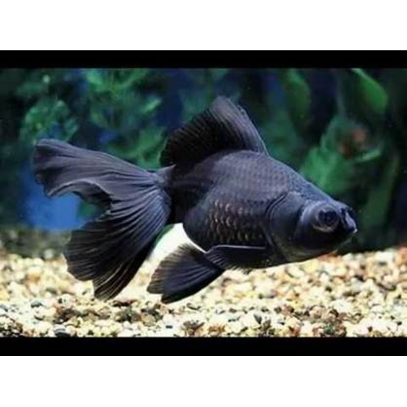 Black Moor - Large