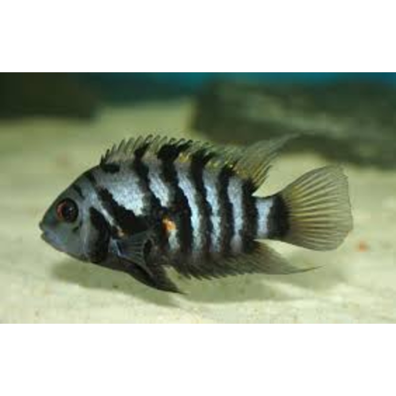 Convict Cichlid - Small