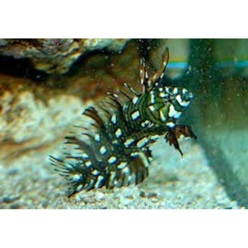 Dragon Wrasse