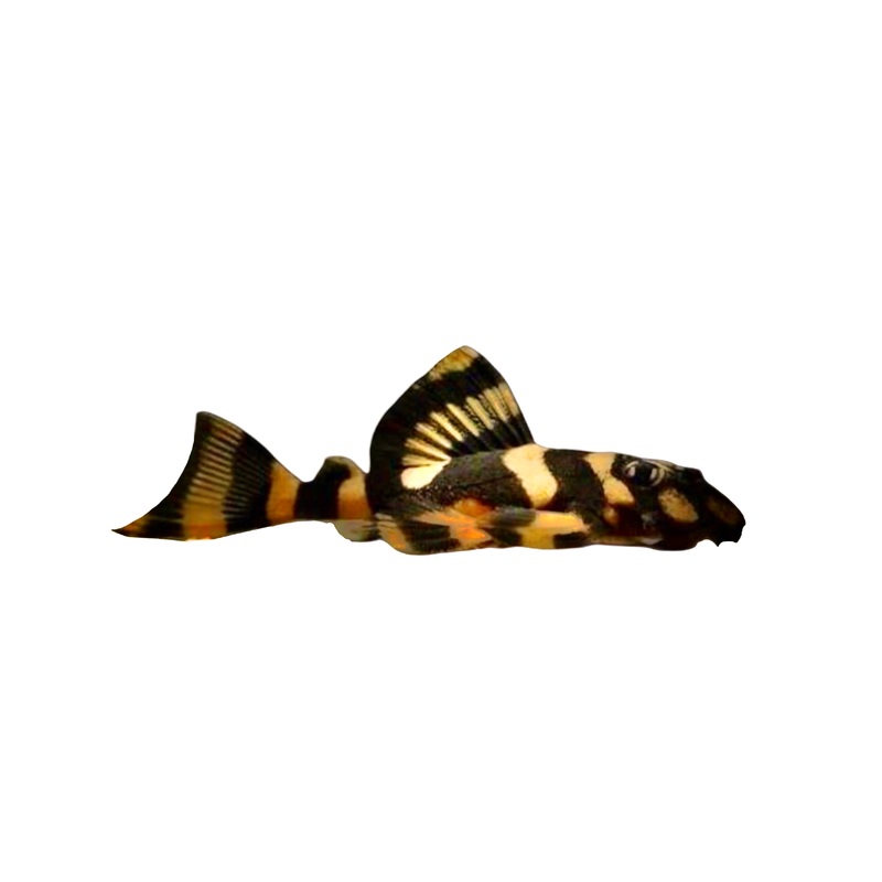 L168 Clown Catfish Pleco