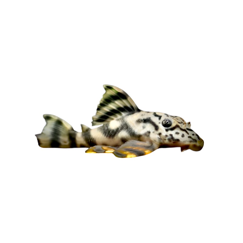 L202 Pleco - Small