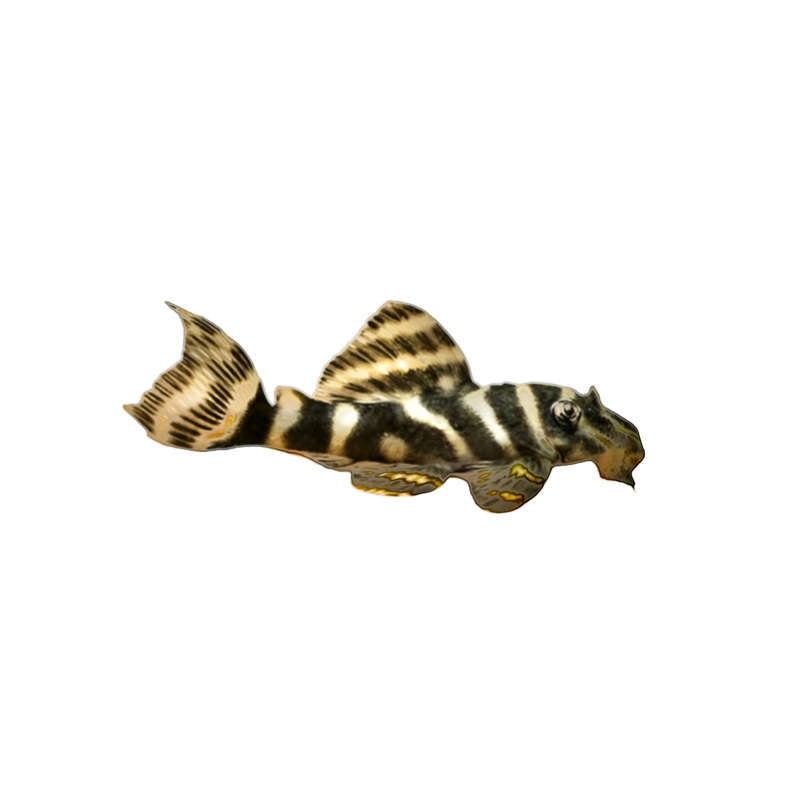 L270 Chocolate Zebra Pleco