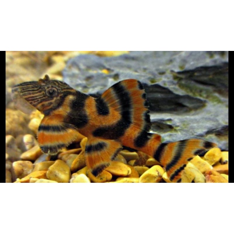 L397 Pleco - Small