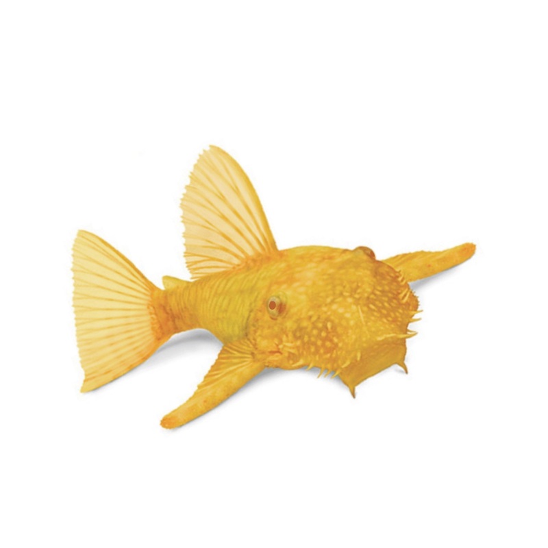 Longfin Bristlenose Catfish - Medium