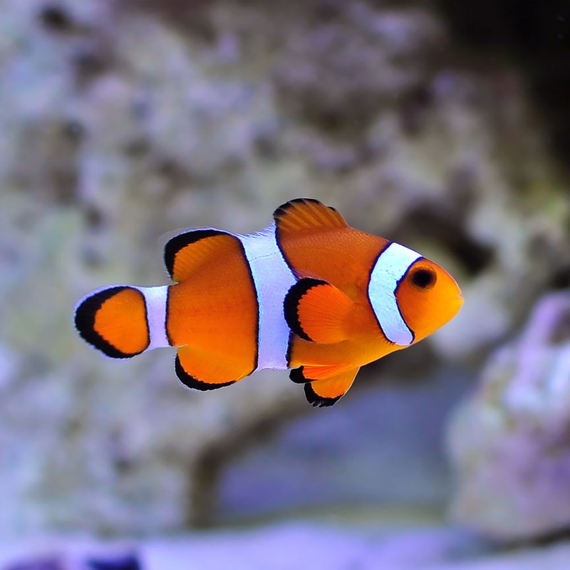 Ocellaris Clown - Large