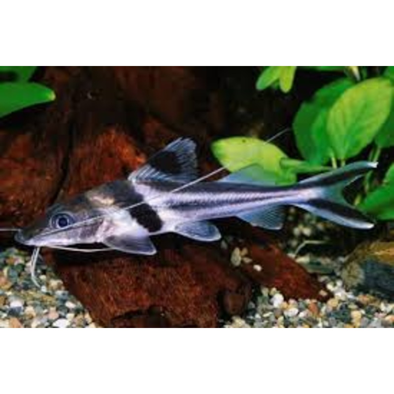 Pimelodus Ornatus Catfish