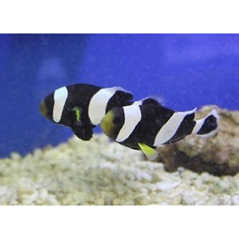 Saddleback Clownfish