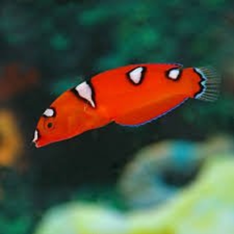 Yellowtail Coris Wrasse