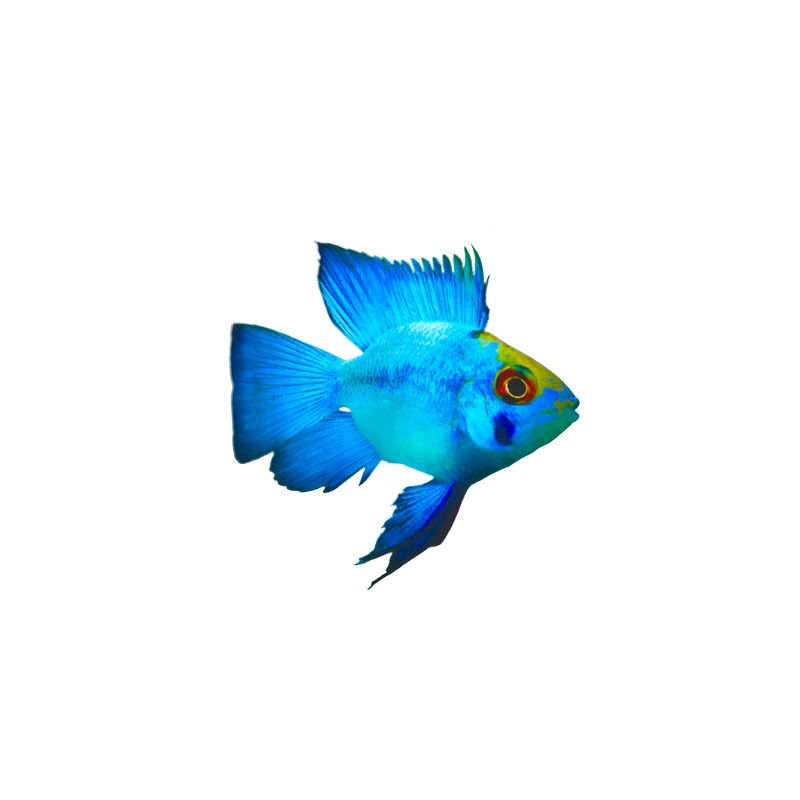 Electric Blue Balloon Ram