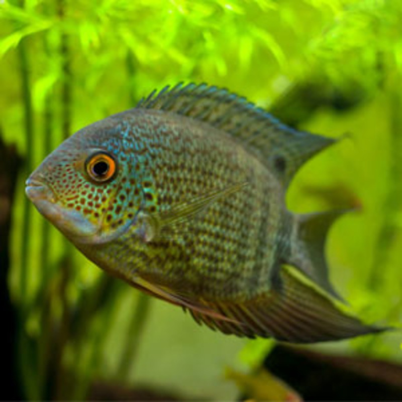 Gold Severum - Small