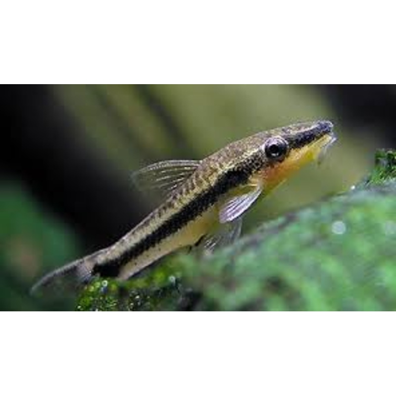 Otocinclus