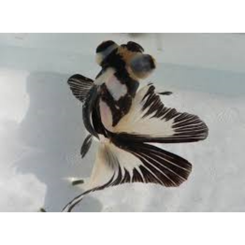 Panda Butterfly Tail - Small