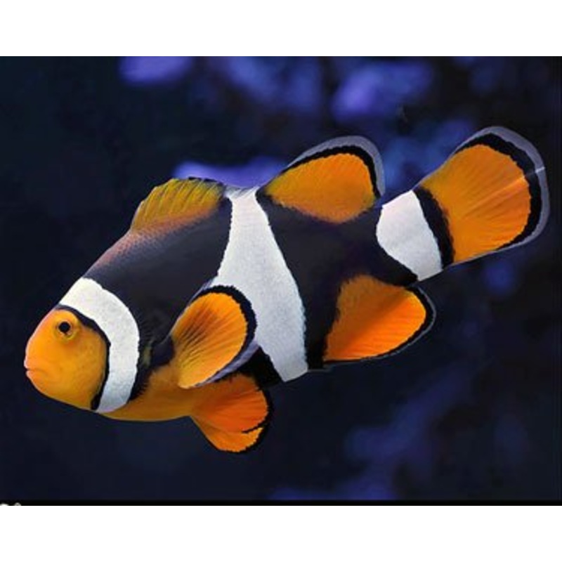 Percula Clownfish Pair