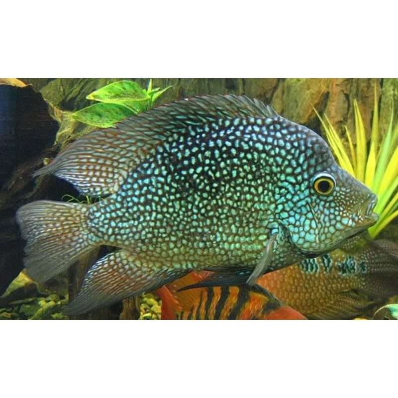 Texas Green Cichlid - Small