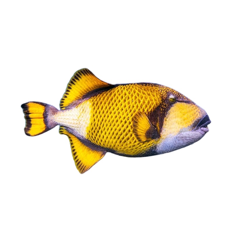 Titan Triggerfish