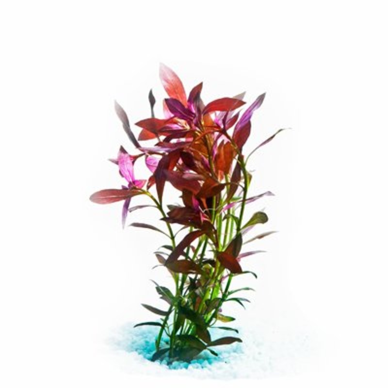 Aqua One Plastic Plant Narrow Ludwigia Red M