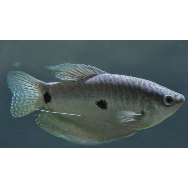 Assorted Dwarf Gourami