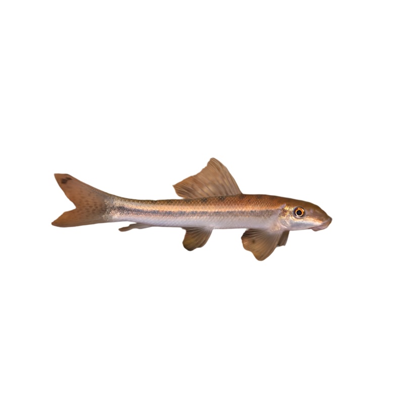 Large Sucking Catfish