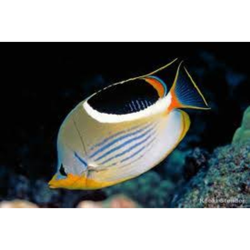 Longnose Butterfly Fish