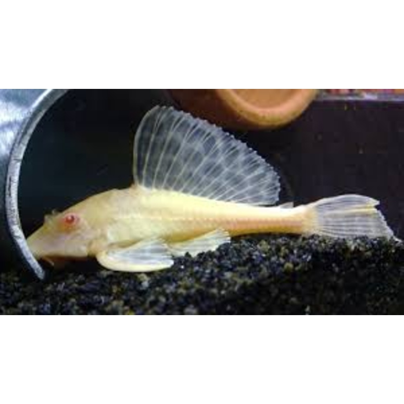 Sailfin Gibbiceps Pleco
