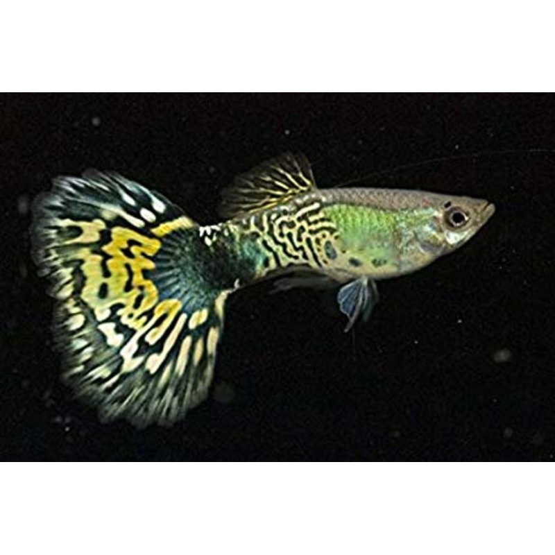 Lyretail Guppies