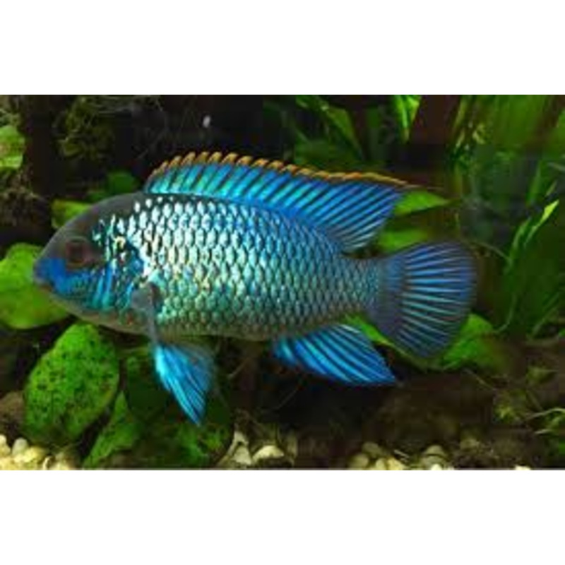 Neon Blue Acara - Small
