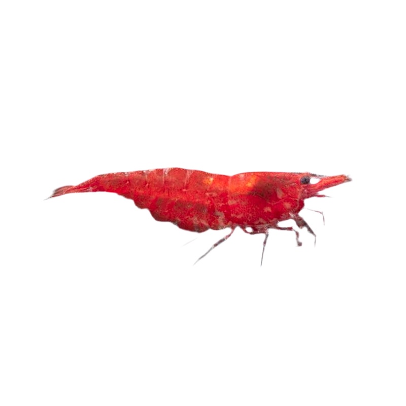 Red Cherry Shrimp